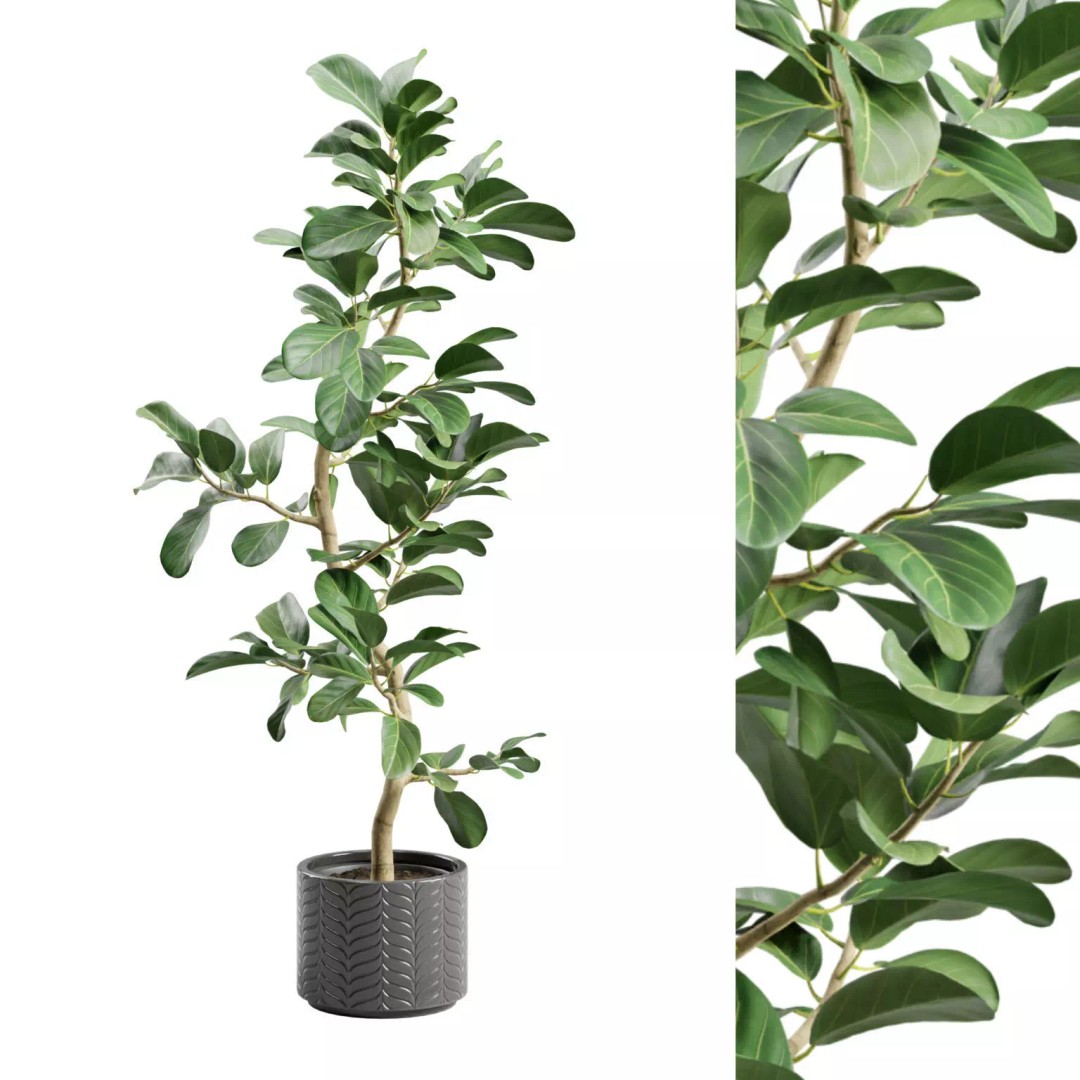 Ficus Audrey 3D Model – Potted Plant, PBR Textures, FBX, OBJ - View 2