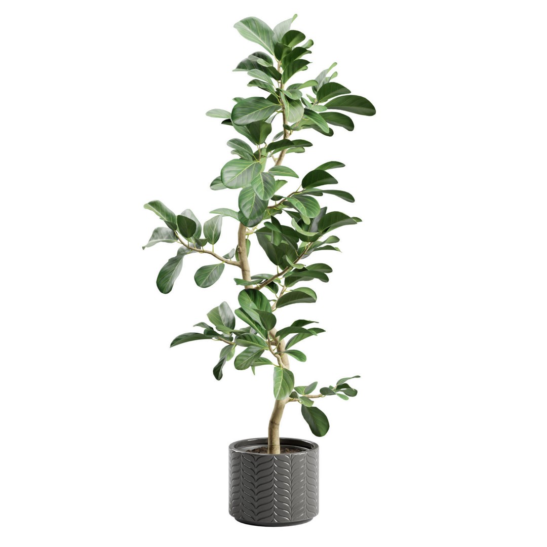 Ficus Audrey 3D Model – Potted Plant, PBR Textures, FBX, OBJ - View 3