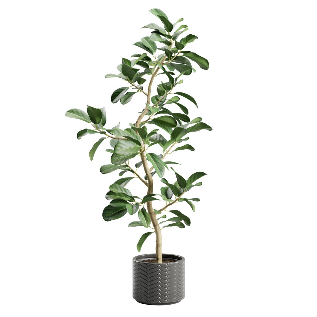 Ficus Audrey 3D Model – Potted Plant, PBR Textures, FBX, OBJ - View 4