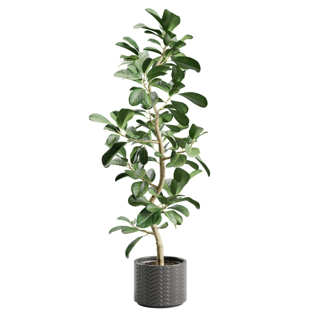 Ficus Audrey 3D Model – Potted Plant, PBR Textures, FBX, OBJ - View 5