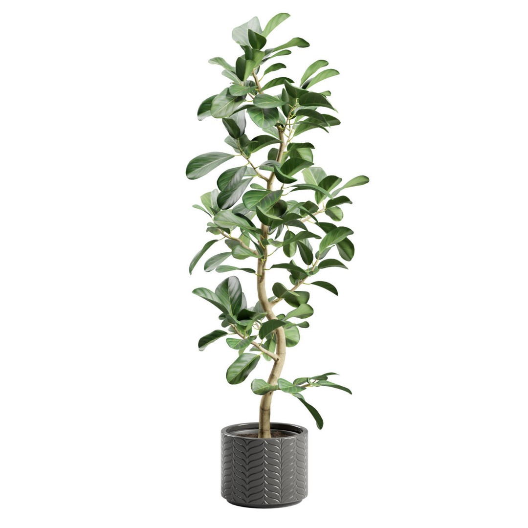Ficus Audrey 3D Model – Potted Plant, PBR Textures, FBX, OBJ - View 6