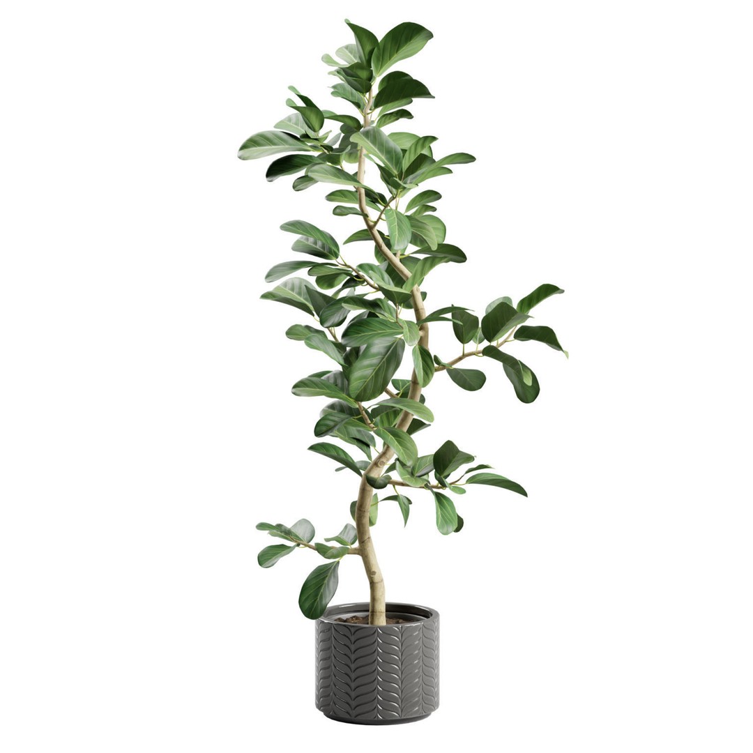 Ficus Audrey 3D Model – Potted Plant, PBR Textures, FBX, OBJ - View 7