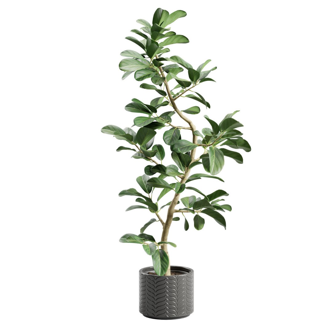 Ficus Audrey 3D Model – Potted Plant, PBR Textures, FBX, OBJ - View 8