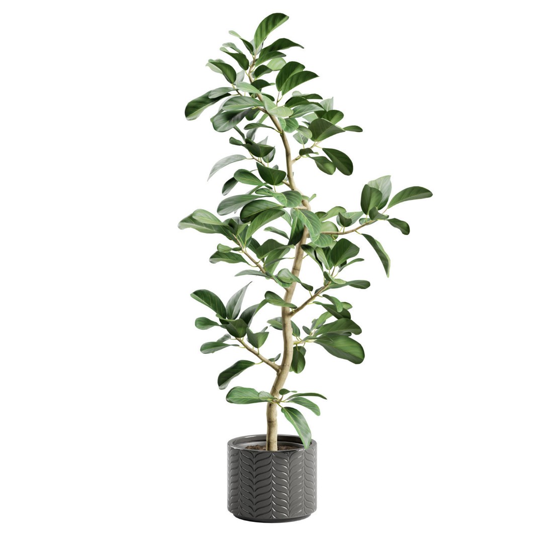 Ficus Audrey 3D Model – Potted Plant, PBR Textures, FBX, OBJ - View 9
