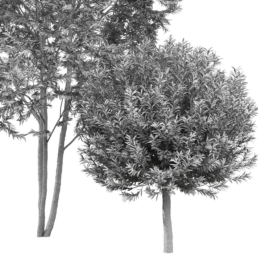 Salix Alba Chermesina 3D Model – Realistic Tree Asset, FBX, V-Ray, Corona