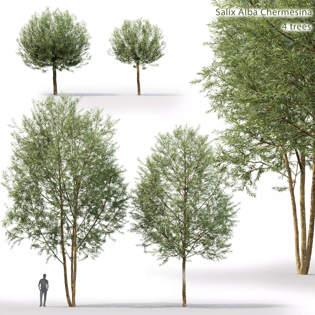 Salix Alba Chermesina 3D Model – Realistic Tree Asset, FBX, V-Ray, Corona - View 2