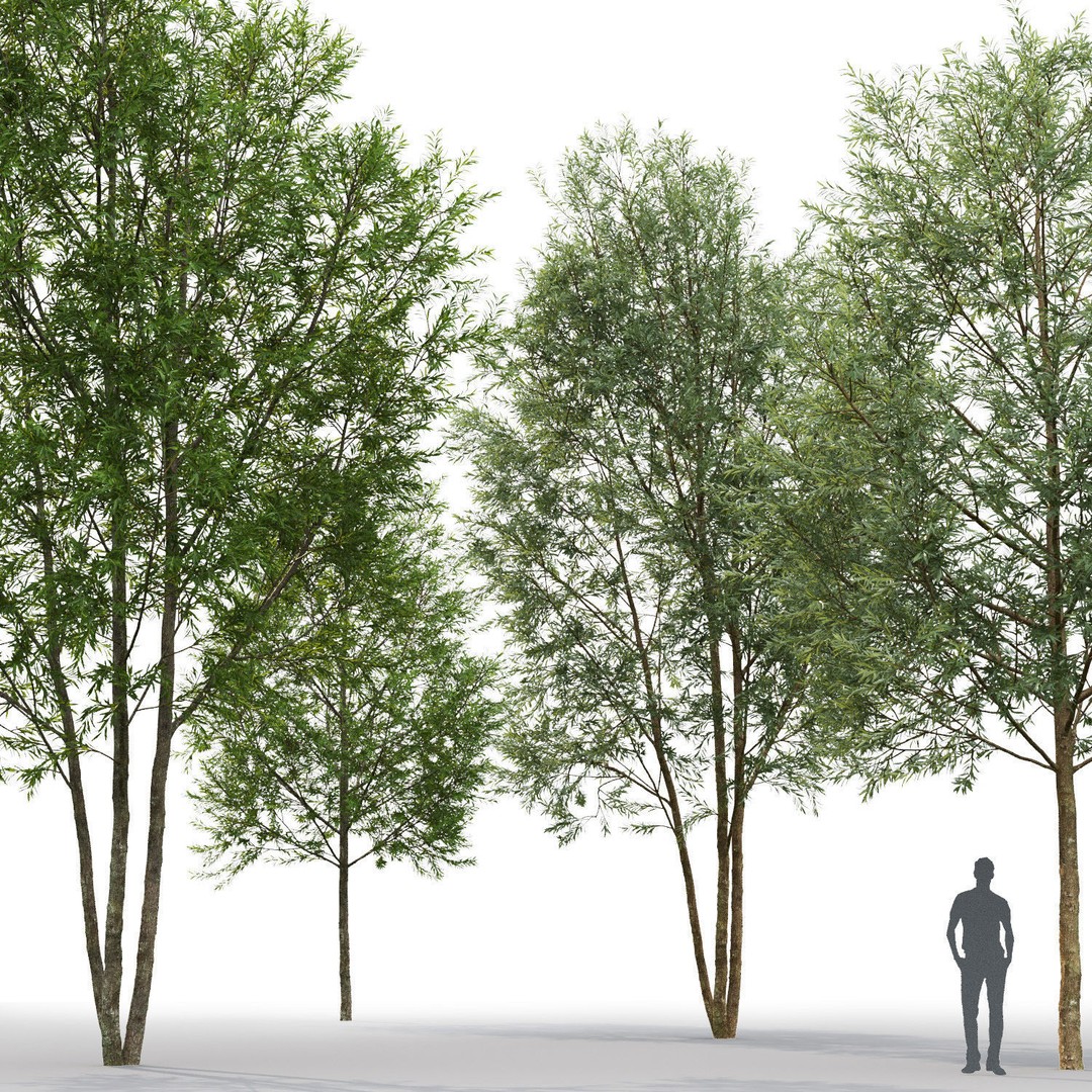 Salix Alba Chermesina 3D Model – Realistic Tree Asset, FBX, V-Ray, Corona - View 3