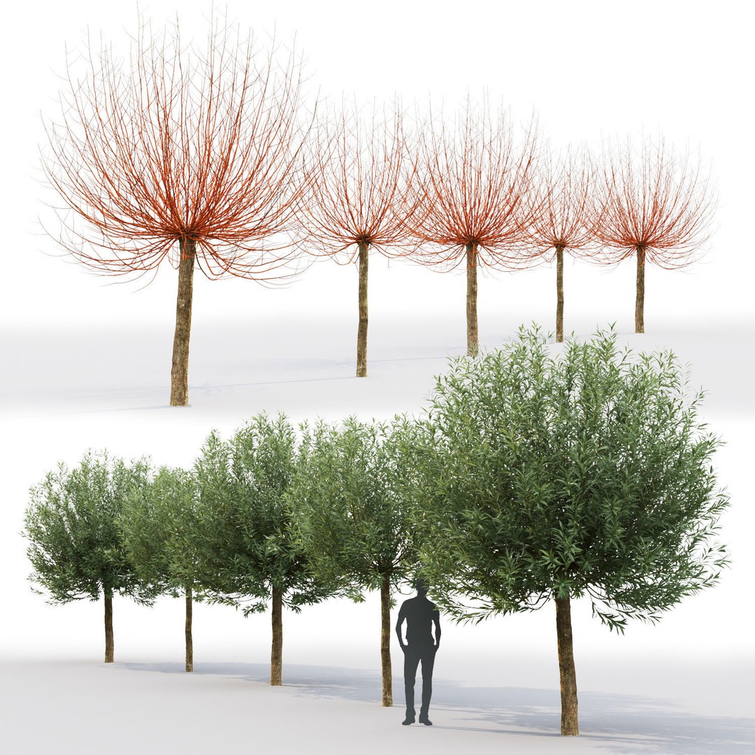 Salix Alba Chermesina 3D Model – Realistic Tree Asset, FBX, V-Ray, Corona - View 4