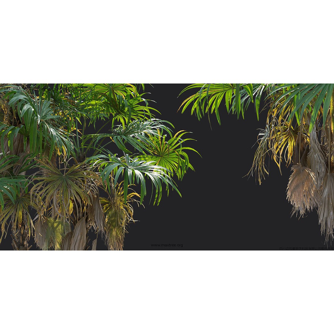 Tropical Palm 3D Model – High-Quality Plant Collection, FBX, Blender