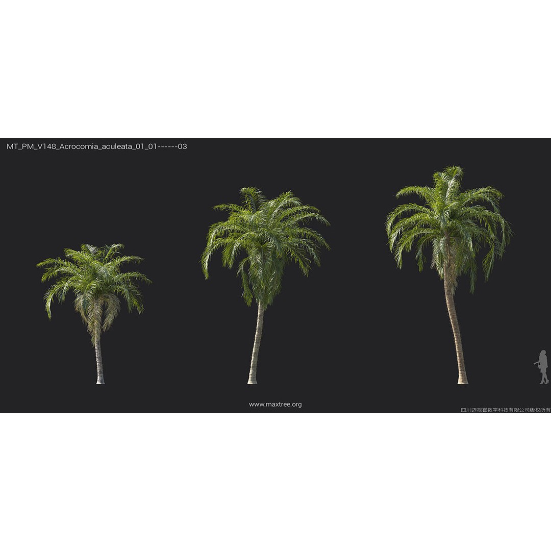 Tropical Palm 3D Model – High-Quality Plant Collection, FBX, Blender - View 10
