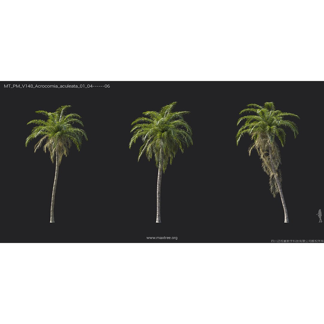 Tropical Palm 3D Model – High-Quality Plant Collection, FBX, Blender - View 11