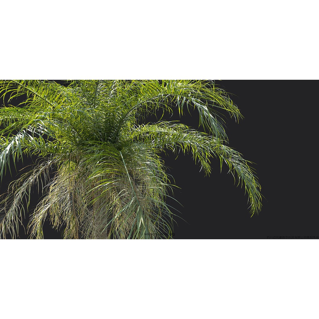 Tropical Palm 3D Model – High-Quality Plant Collection, FBX, Blender - View 12