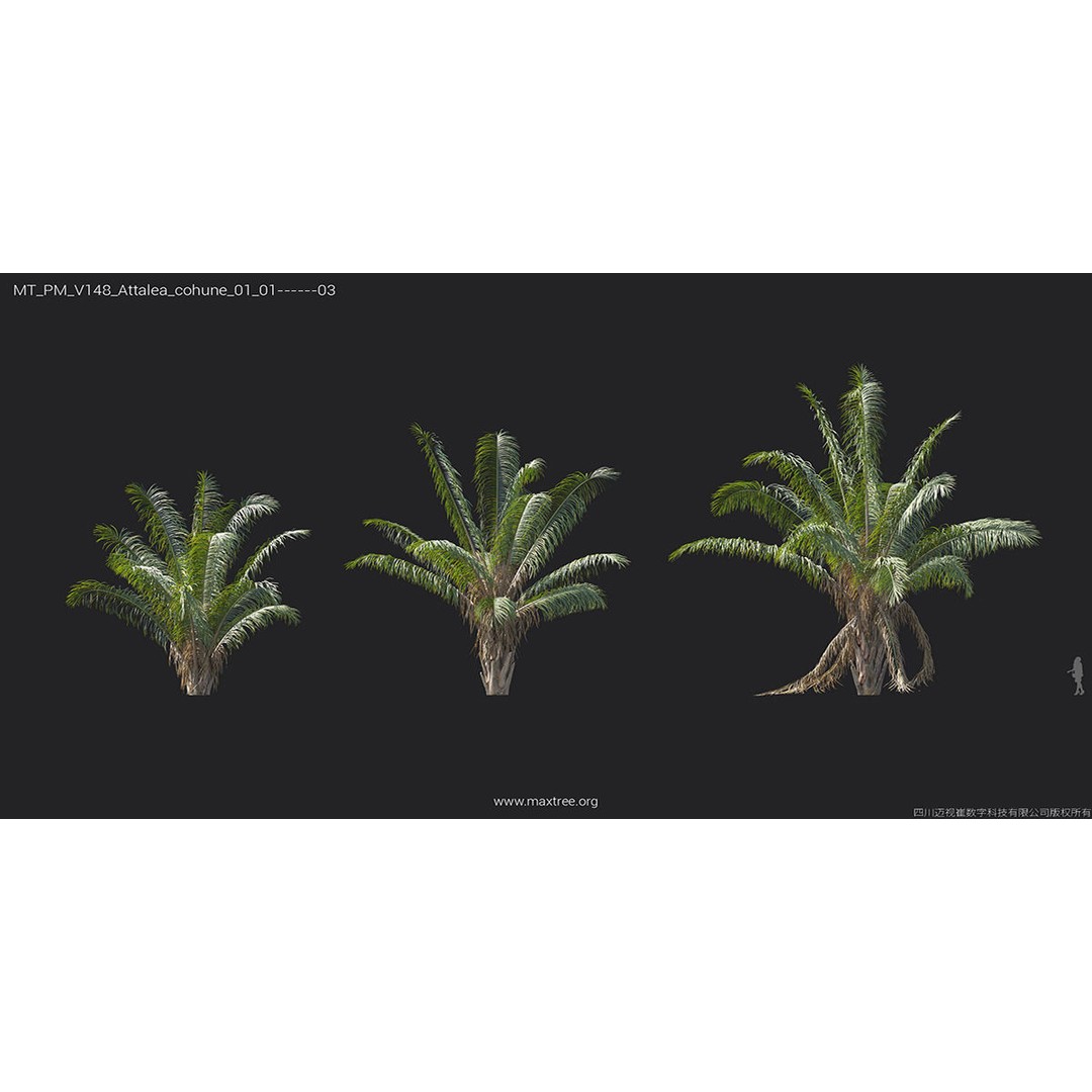 Tropical Palm 3D Model – High-Quality Plant Collection, FBX, Blender - View 13