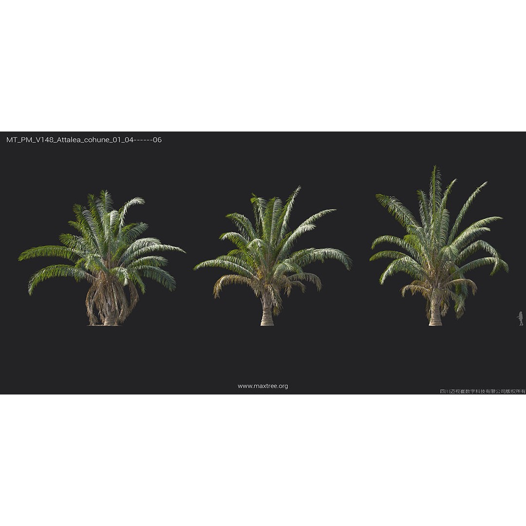 Tropical Palm 3D Model – High-Quality Plant Collection, FBX, Blender - View 14
