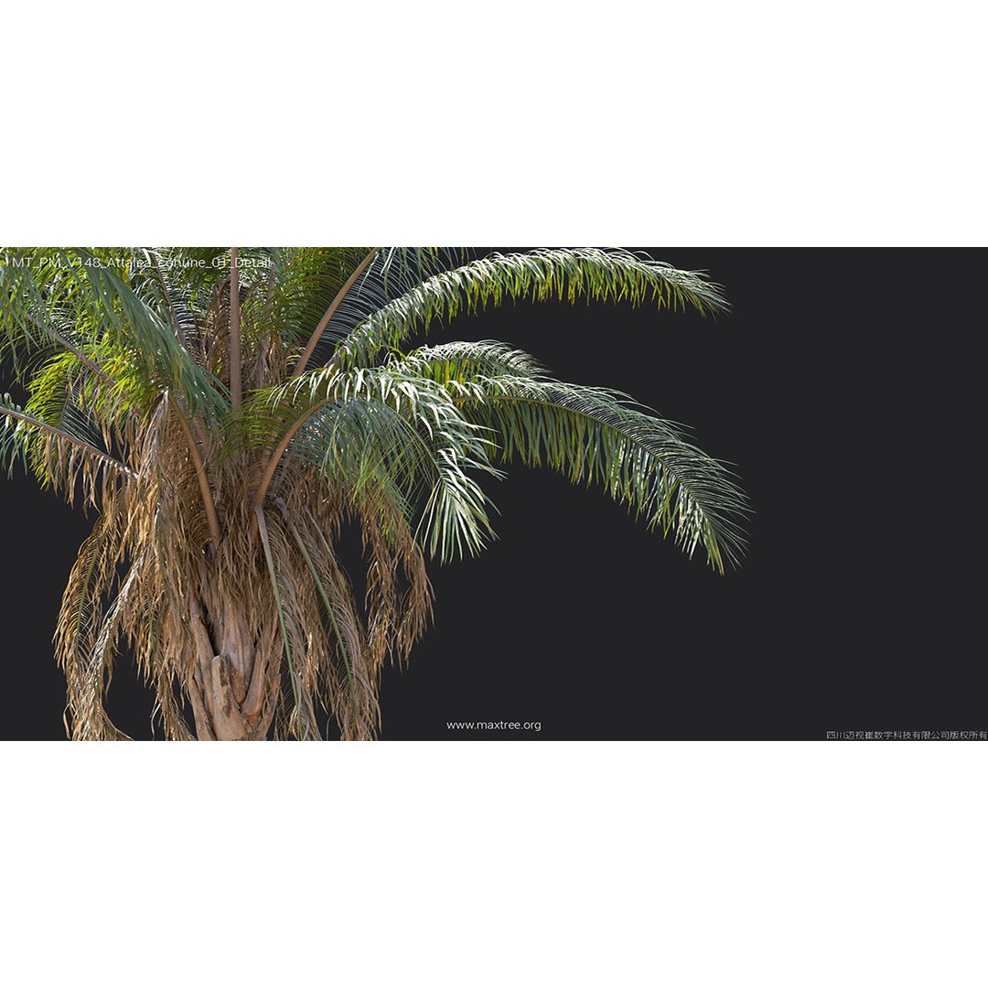 Tropical Palm 3D Model – High-Quality Plant Collection, FBX, Blender - View 15