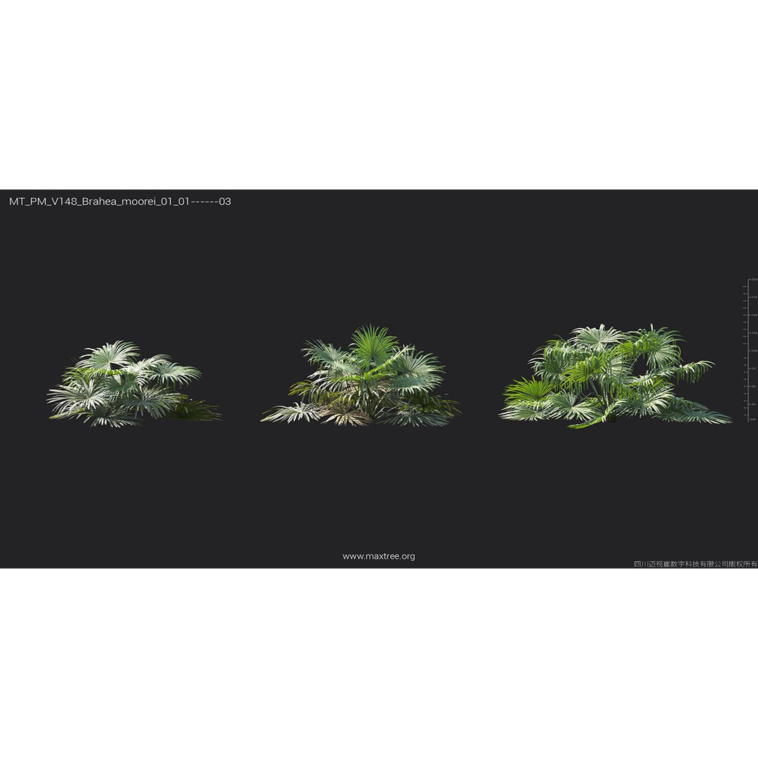 Tropical Palm 3D Model – High-Quality Plant Collection, FBX, Blender - View 16