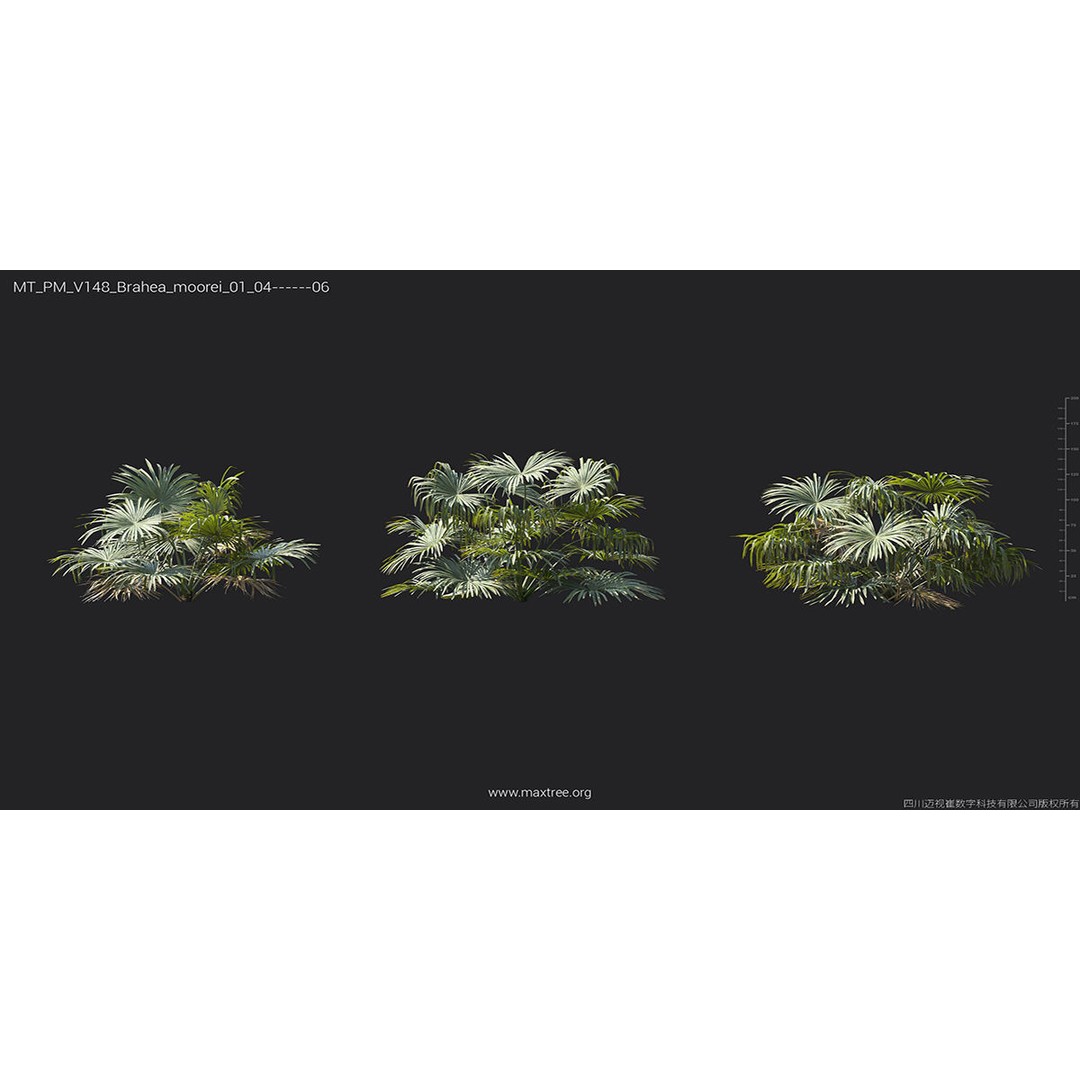 Tropical Palm 3D Model – High-Quality Plant Collection, FBX, Blender - View 17