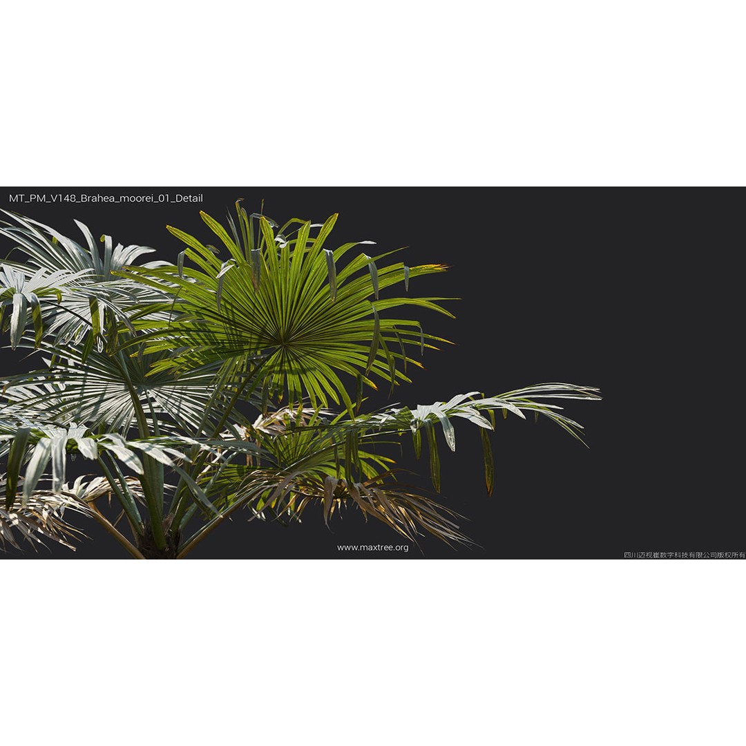 Tropical Palm 3D Model – High-Quality Plant Collection, FBX, Blender - View 18