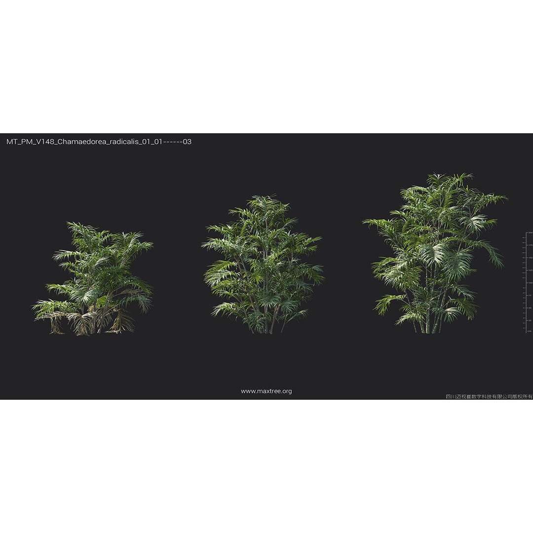 Tropical Palm 3D Model – High-Quality Plant Collection, FBX, Blender - View 19