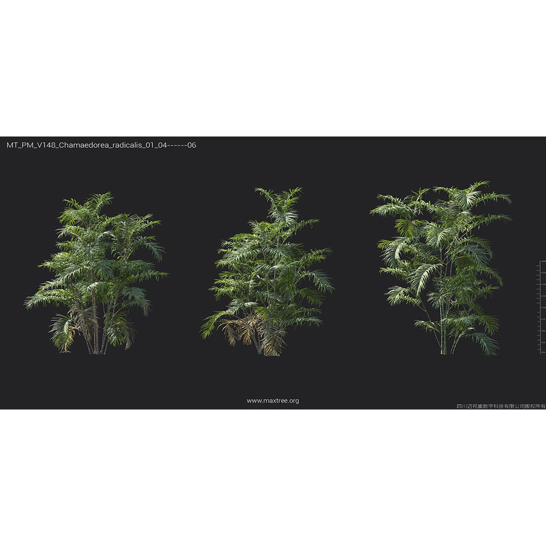 Tropical Palm 3D Model – High-Quality Plant Collection, FBX, Blender - View 20