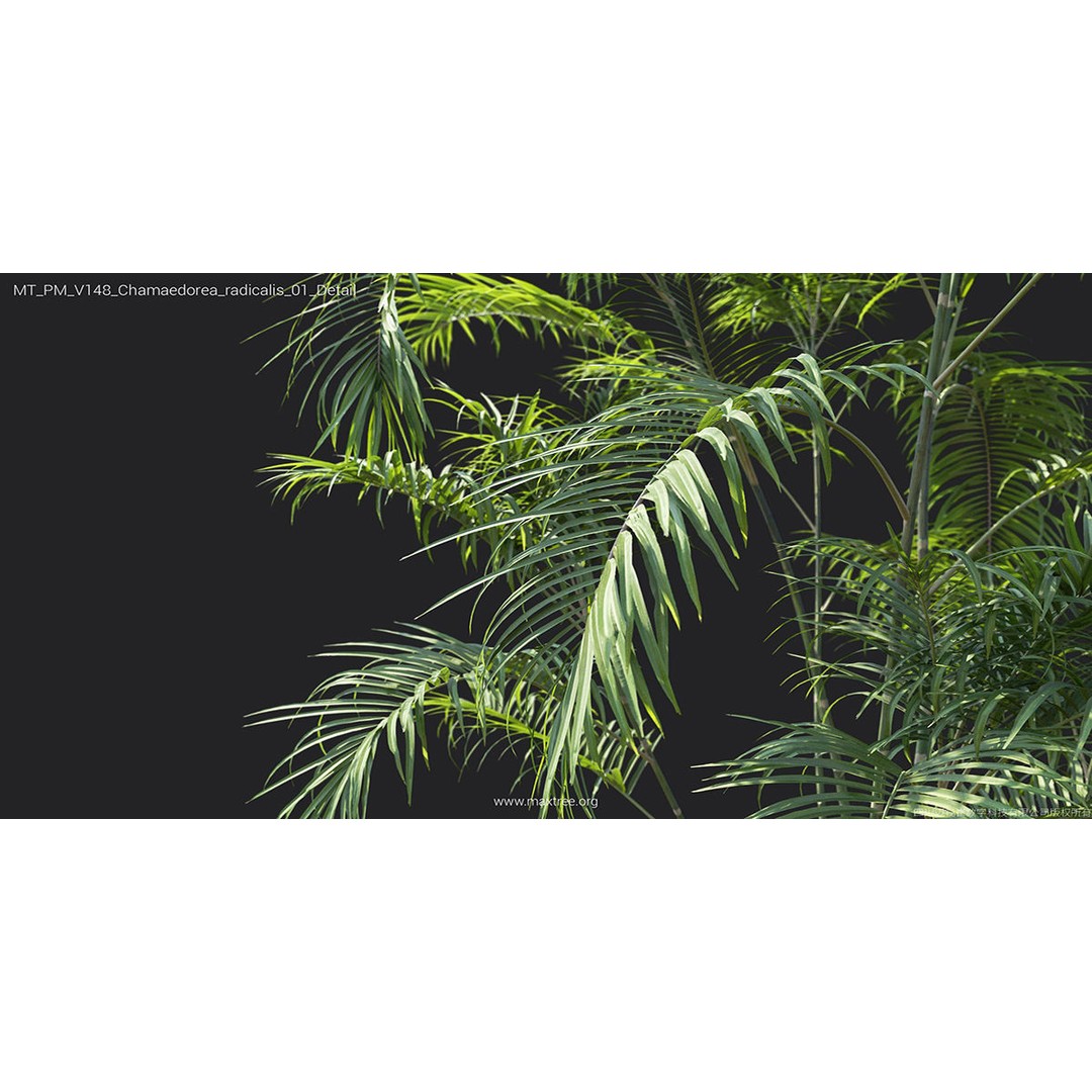 Tropical Palm 3D Model – High-Quality Plant Collection, FBX, Blender - View 21