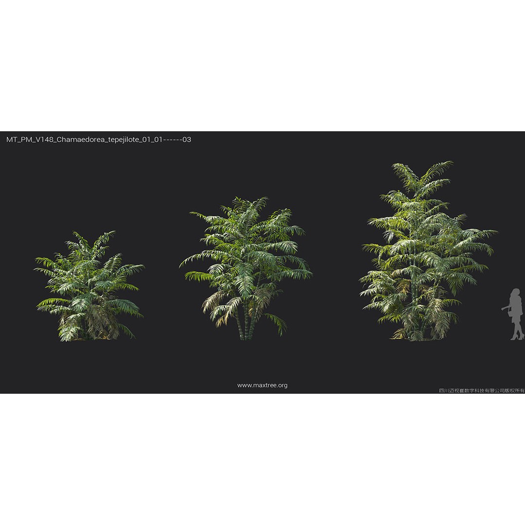 Tropical Palm 3D Model – High-Quality Plant Collection, FBX, Blender - View 22