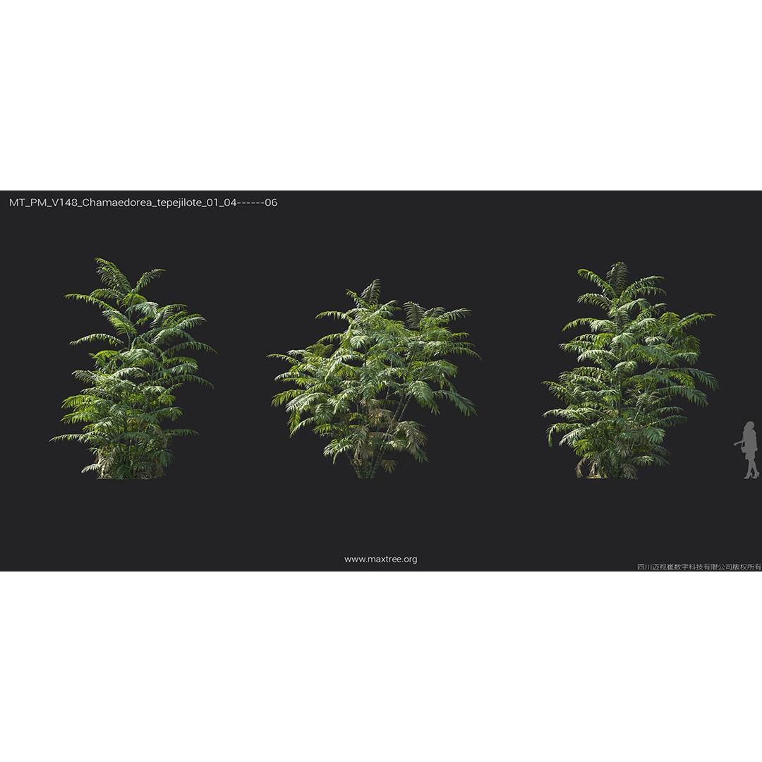 Tropical Palm 3D Model – High-Quality Plant Collection, FBX, Blender - View 23