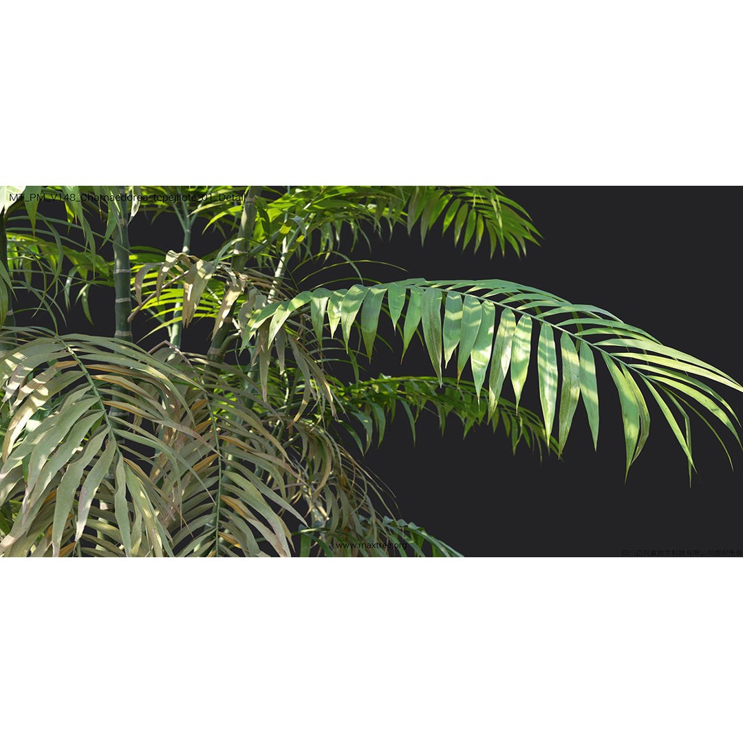 Tropical Palm 3D Model – High-Quality Plant Collection, FBX, Blender - View 24