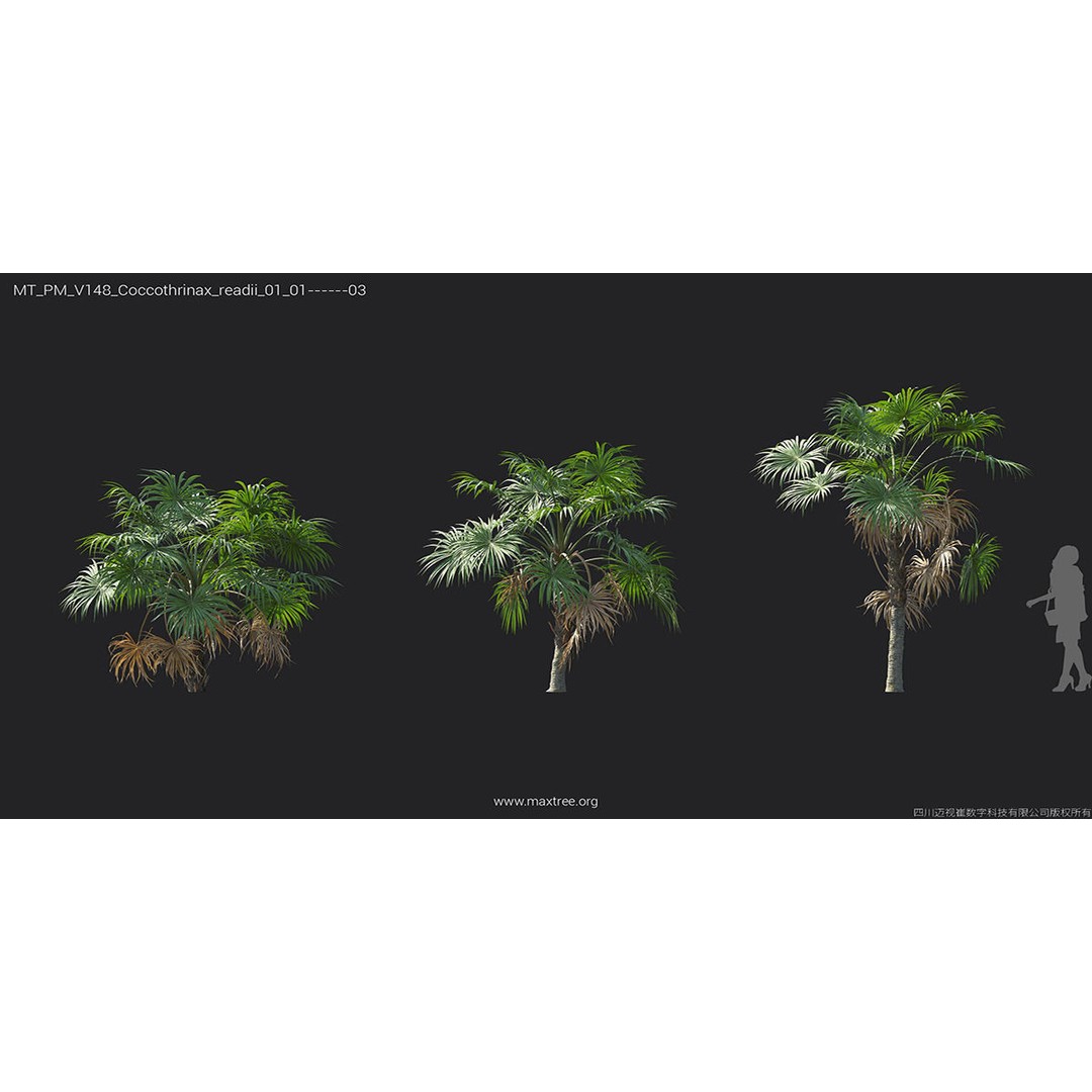 Tropical Palm 3D Model – High-Quality Plant Collection, FBX, Blender - View 25