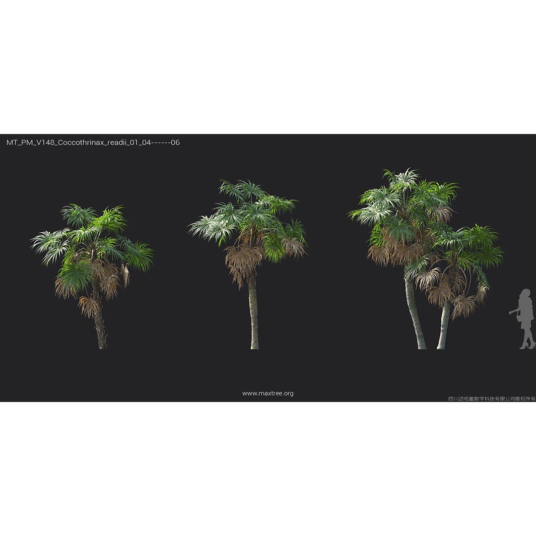 Tropical Palm 3D Model – High-Quality Plant Collection, FBX, Blender - View 26
