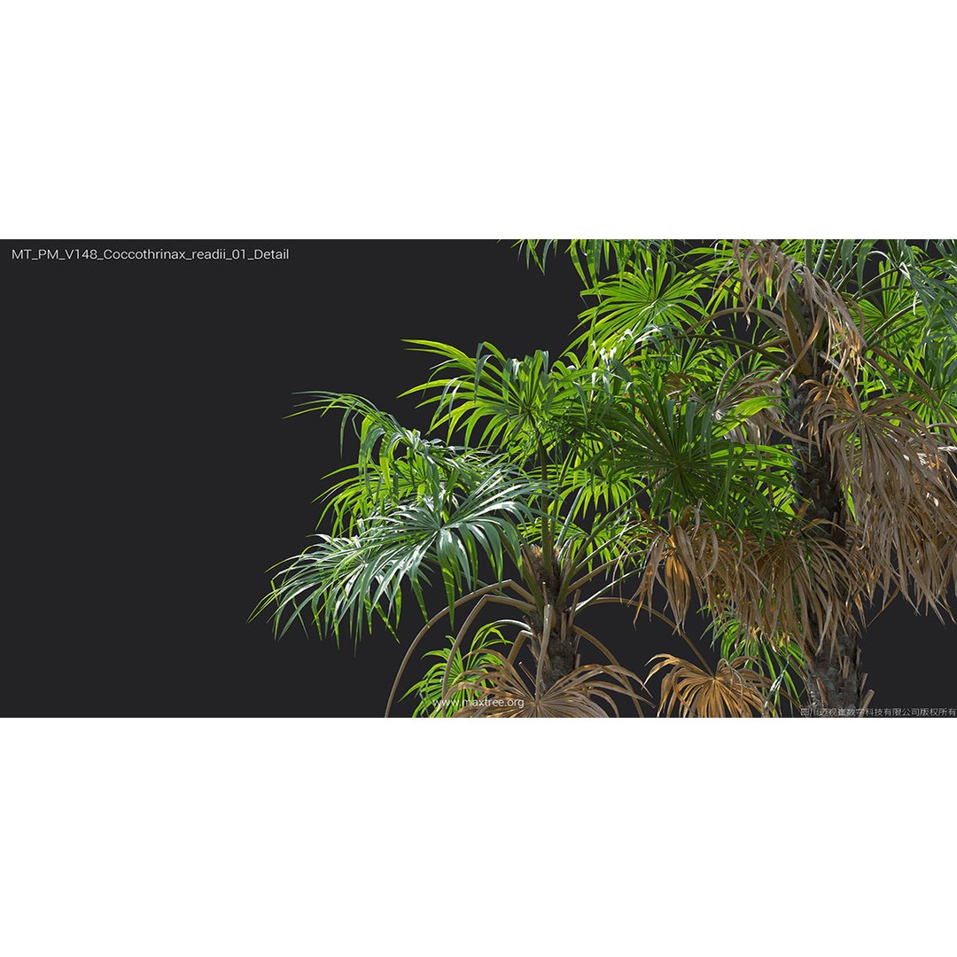 Tropical Palm 3D Model – High-Quality Plant Collection, FBX, Blender - View 27