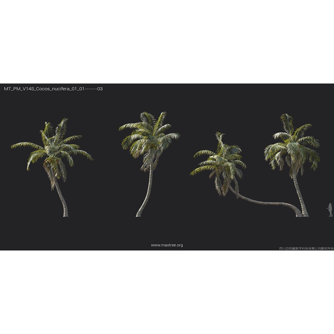 Tropical Palm 3D Model – High-Quality Plant Collection, FBX, Blender - View 28