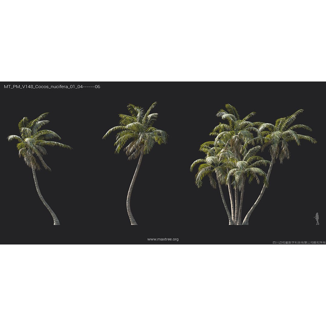 Tropical Palm 3D Model – High-Quality Plant Collection, FBX, Blender - View 29