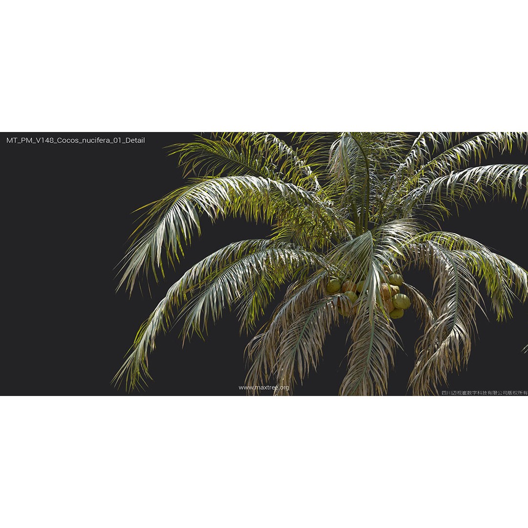 Tropical Palm 3D Model – High-Quality Plant Collection, FBX, Blender - View 30