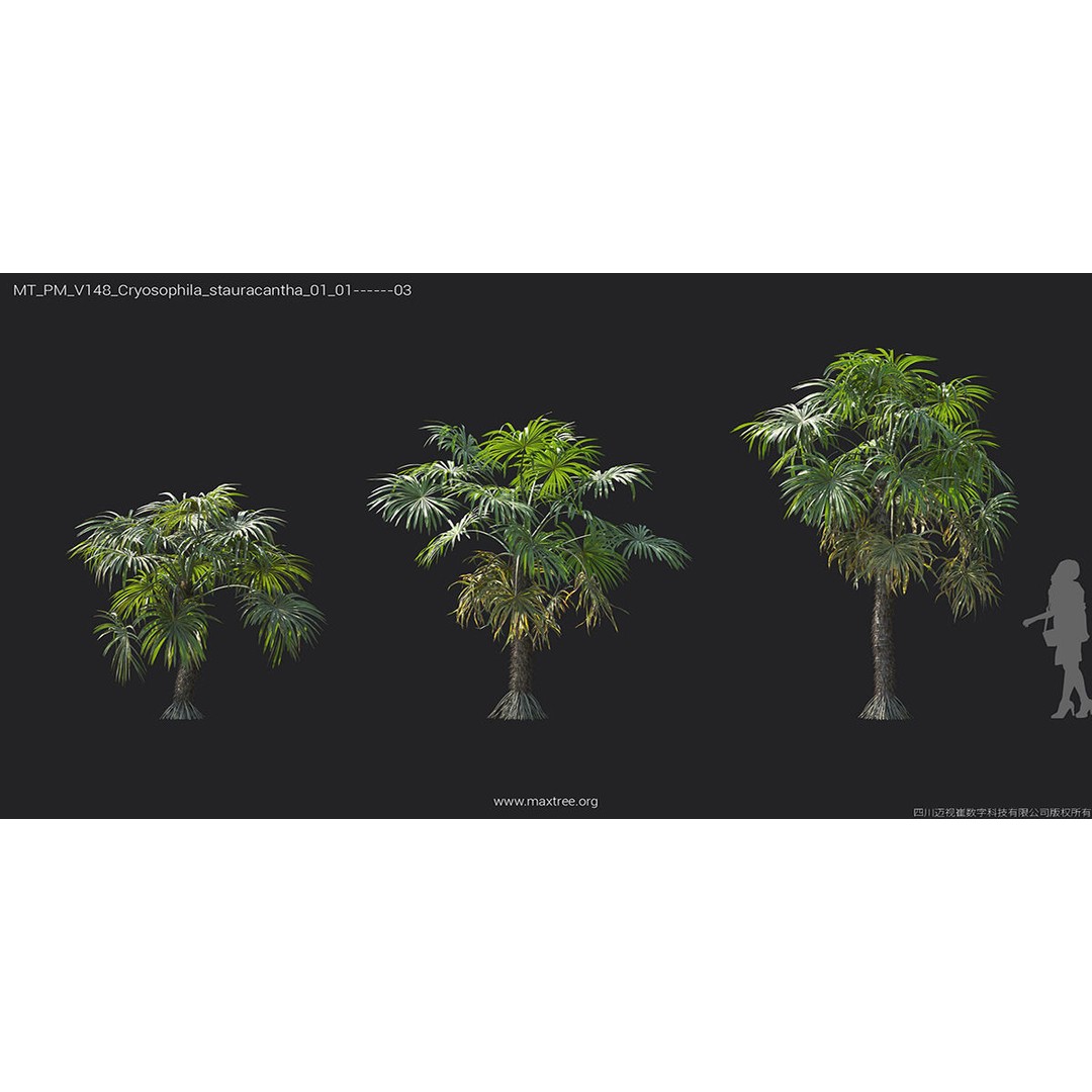 Tropical Palm 3D Model – High-Quality Plant Collection, FBX, Blender - View 31