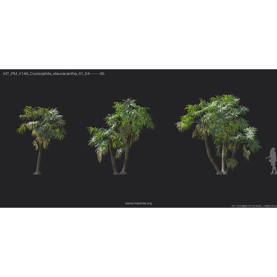 Tropical Palm 3D Model – High-Quality Plant Collection, FBX, Blender - View 32