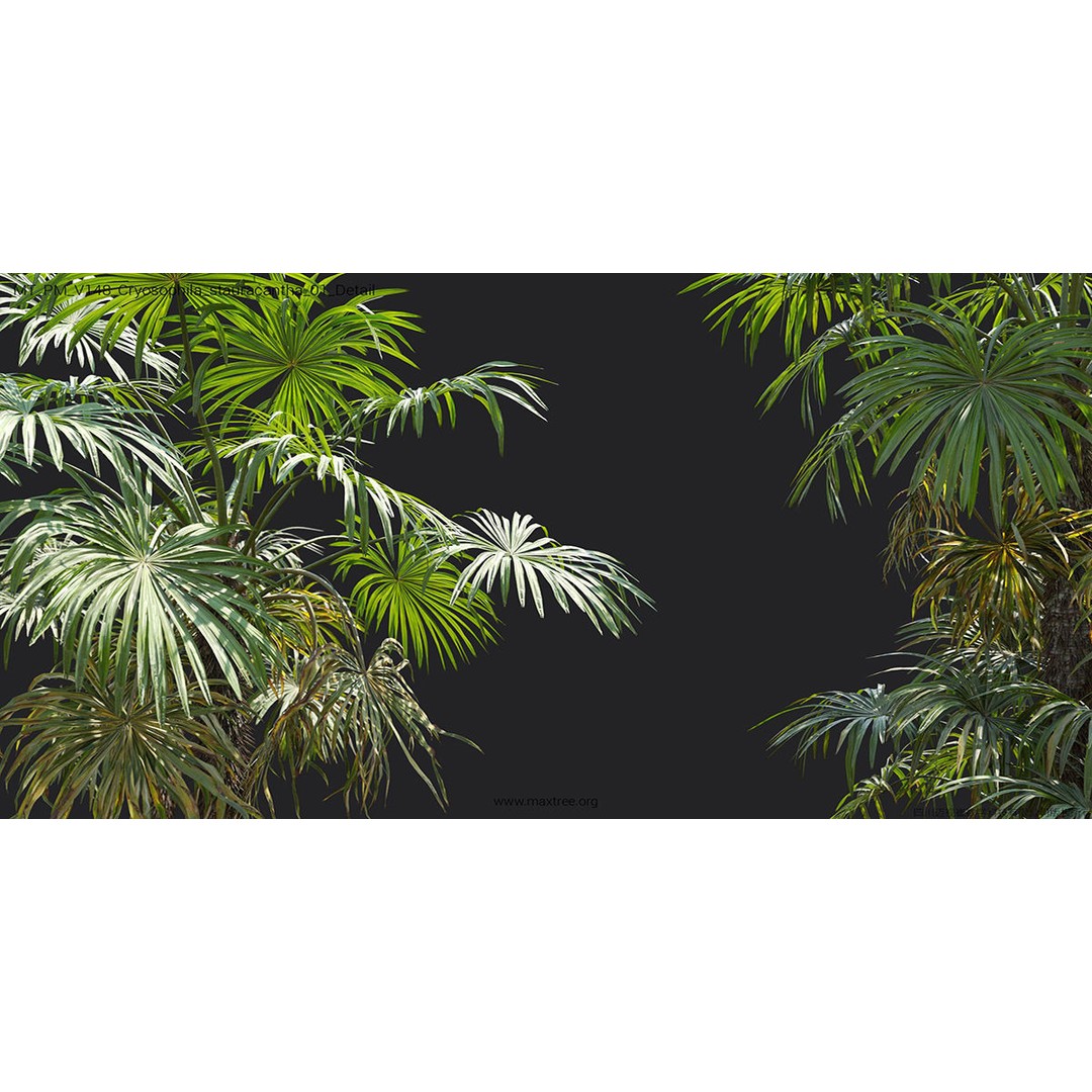 Tropical Palm 3D Model – High-Quality Plant Collection, FBX, Blender - View 33