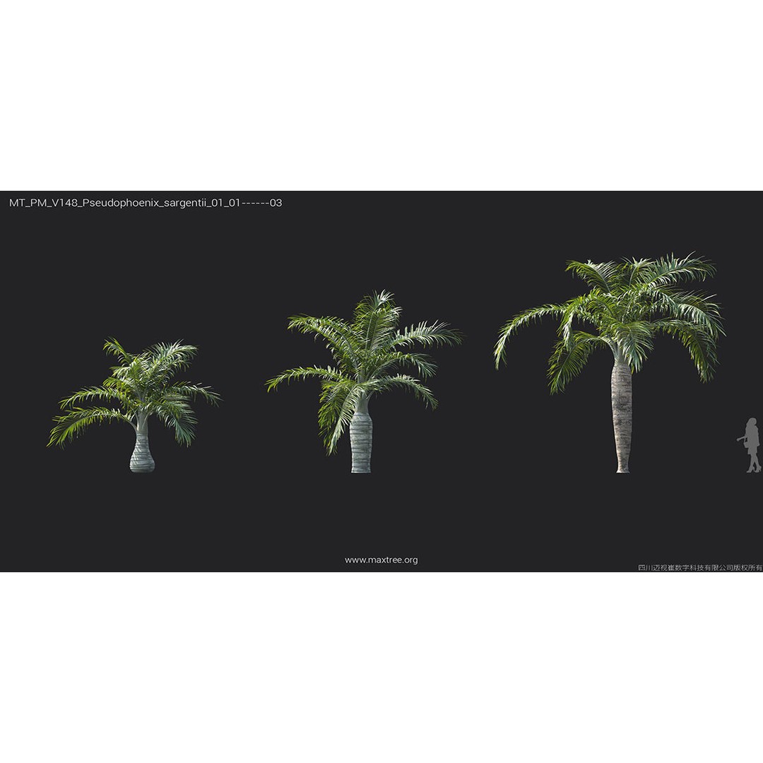 Tropical Palm 3D Model – High-Quality Plant Collection, FBX, Blender - View 34