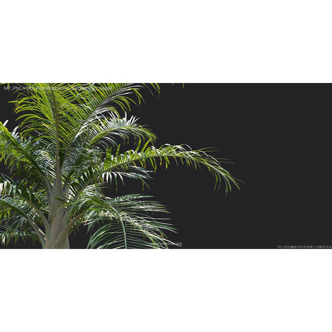 Tropical Palm 3D Model – High-Quality Plant Collection, FBX, Blender - View 36