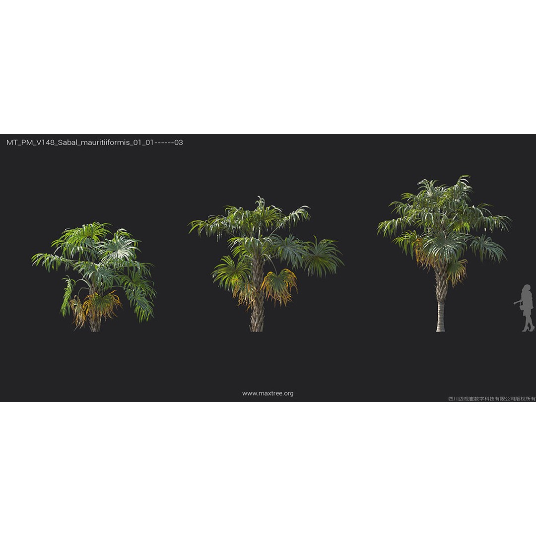 Tropical Palm 3D Model – High-Quality Plant Collection, FBX, Blender - View 37