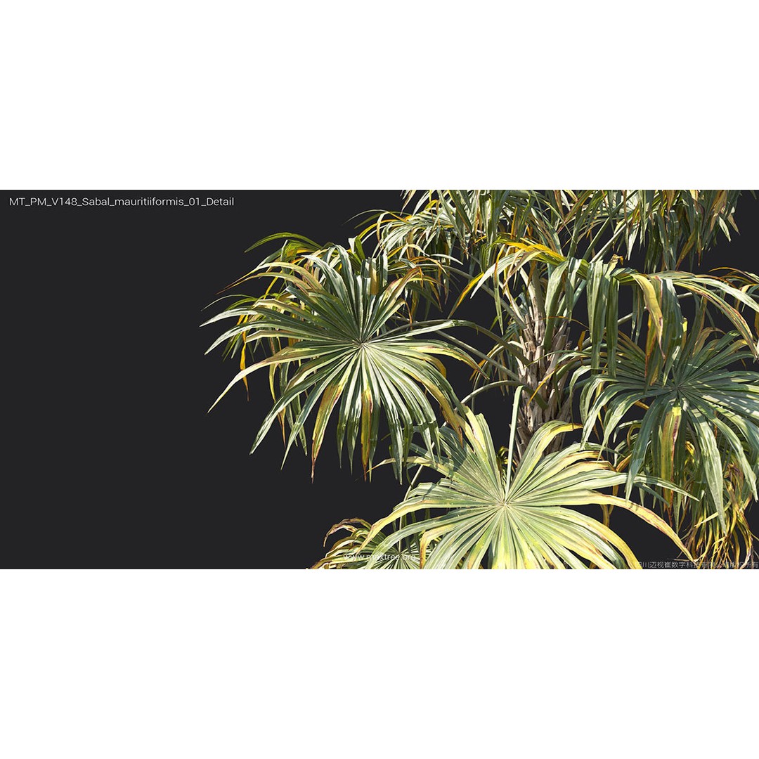 Tropical Palm 3D Model – High-Quality Plant Collection, FBX, Blender - View 39