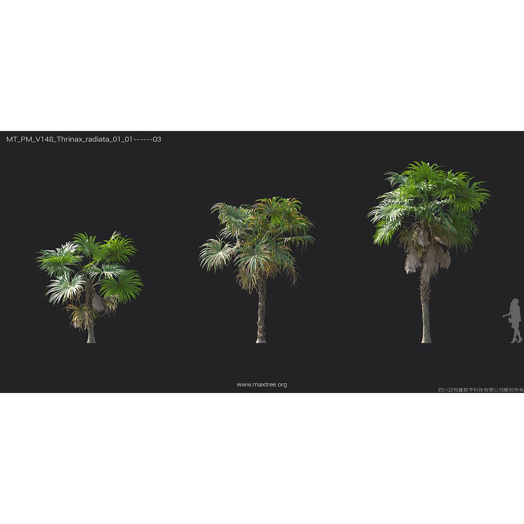 Tropical Palm 3D Model – High-Quality Plant Collection, FBX, Blender - View 40