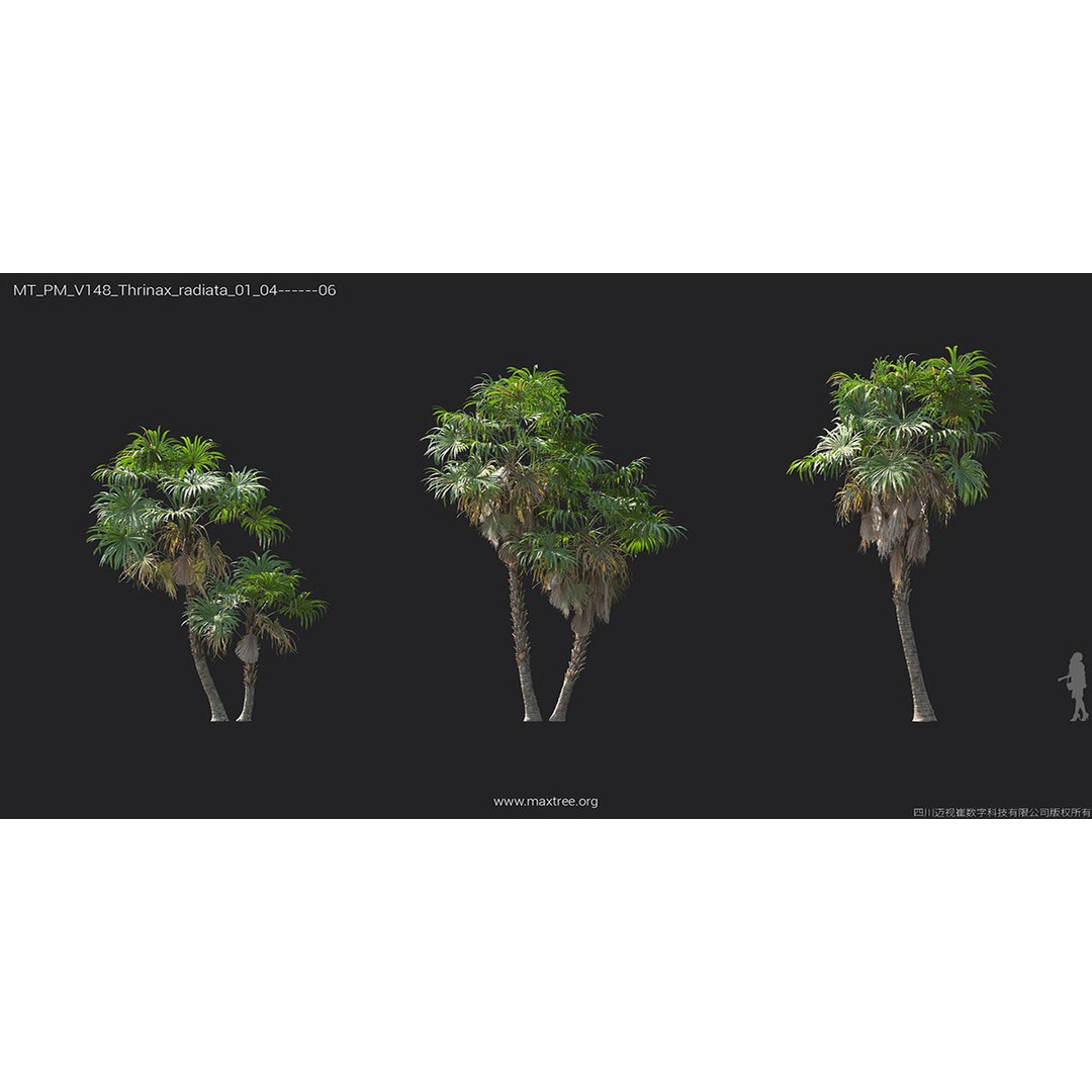Tropical Palm 3D Model – High-Quality Plant Collection, FBX, Blender - View 41