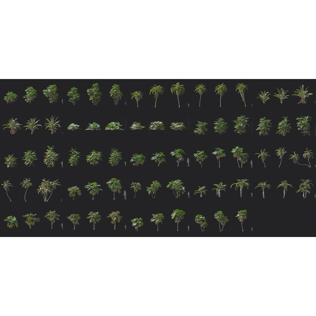 Tropical Palm 3D Model – High-Quality Plant Collection, FBX, Blender - View 6