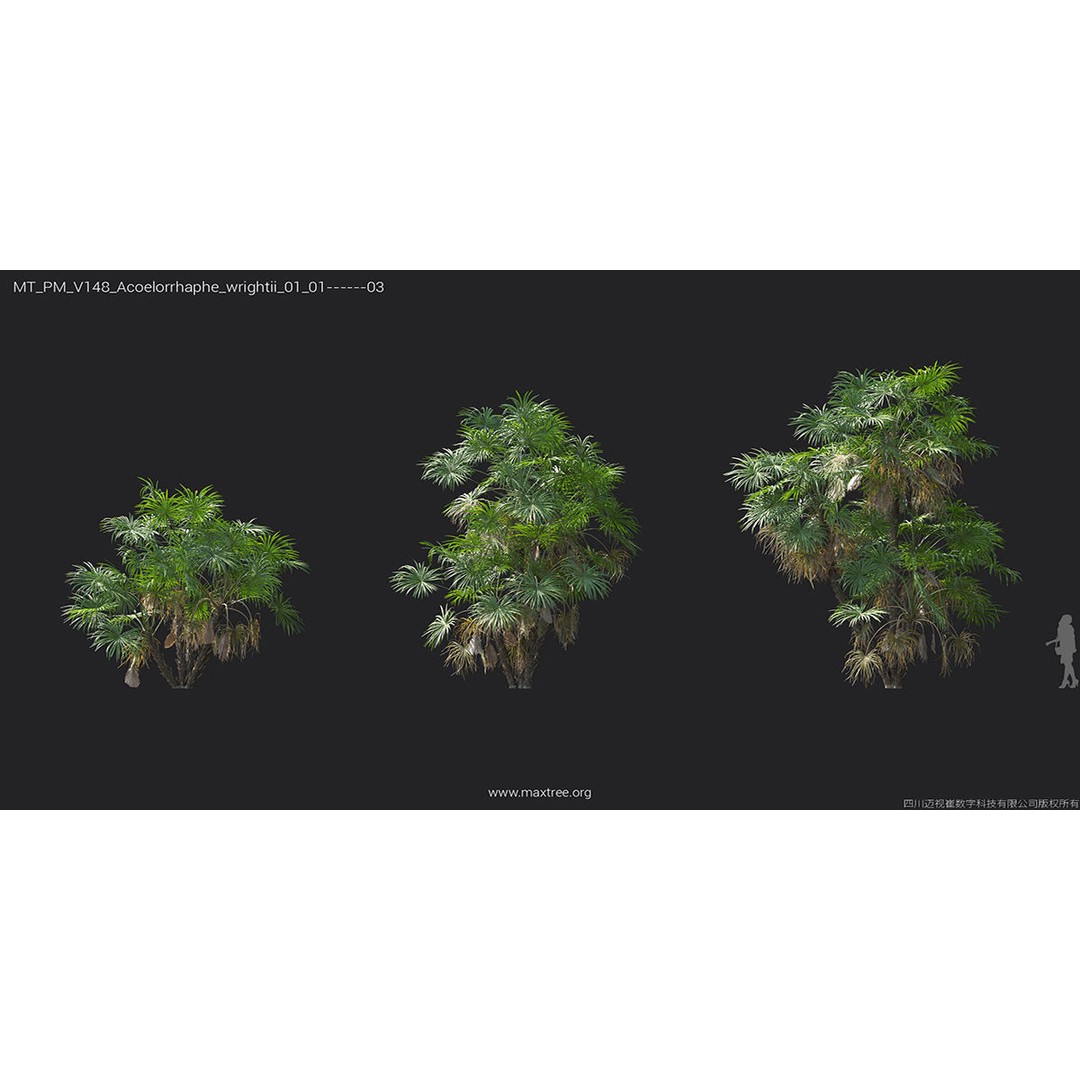 Tropical Palm 3D Model – High-Quality Plant Collection, FBX, Blender - View 7