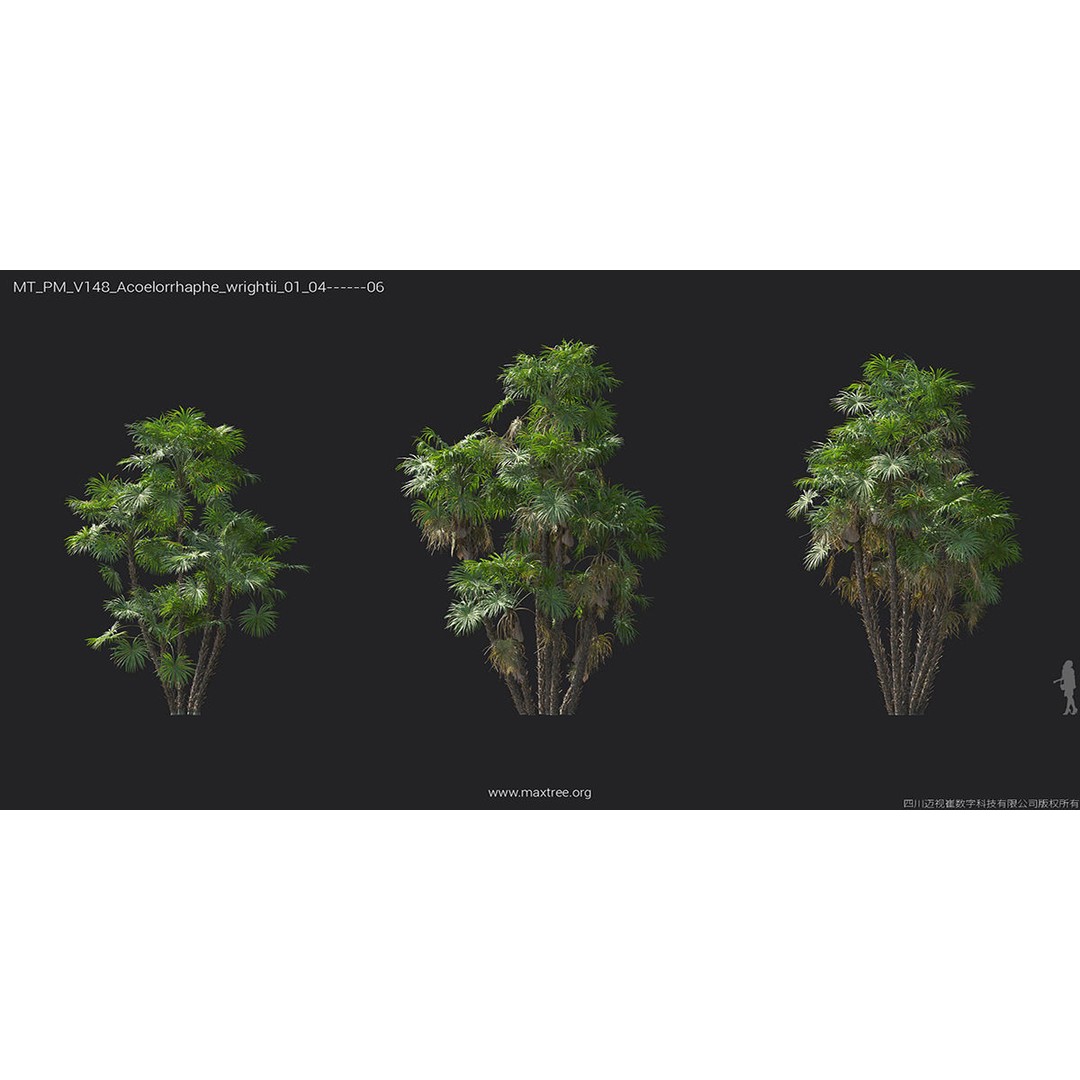 Tropical Palm 3D Model – High-Quality Plant Collection, FBX, Blender - View 8