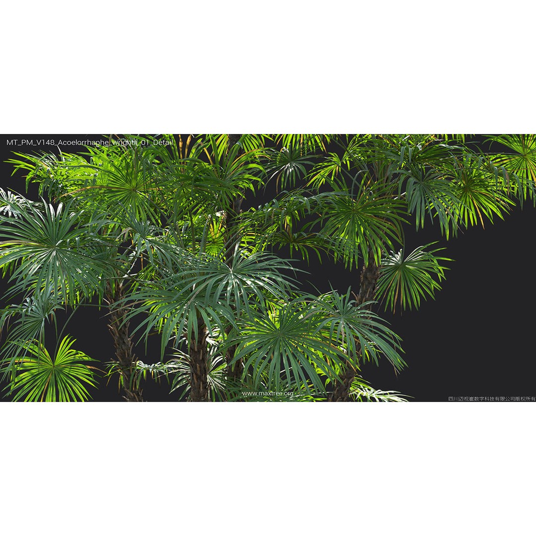 Tropical Palm 3D Model – High-Quality Plant Collection, FBX, Blender - View 9
