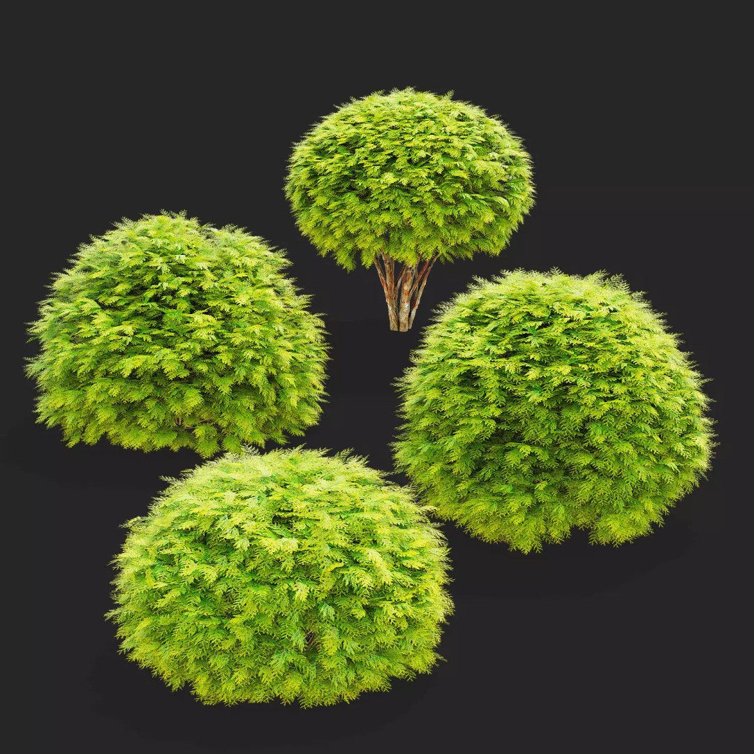 Thuja Occidentalis Golden Globe 3D Model – High Poly PBR Plant Asset, FBX, OBJ - View 2