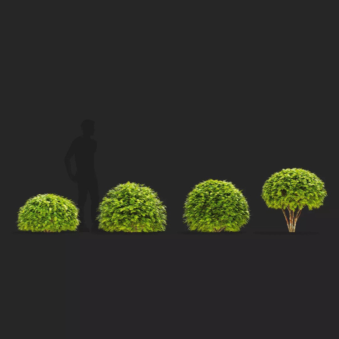 Thuja Occidentalis Golden Globe 3D Model – High Poly PBR Plant Asset, FBX, OBJ - View 3