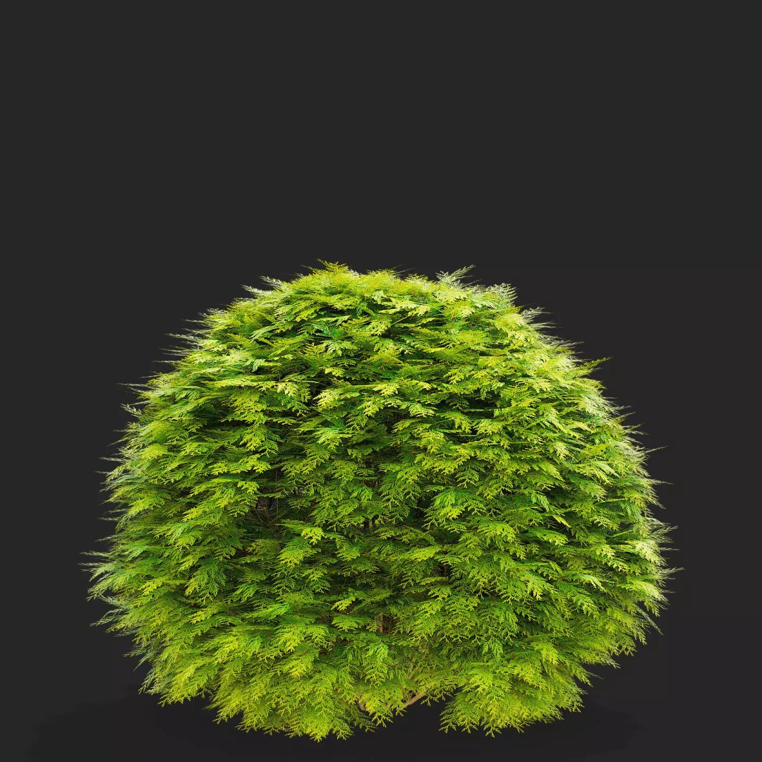 Thuja Occidentalis Golden Globe 3D Model – High Poly PBR Plant Asset, FBX, OBJ - View 5